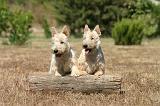 SCOTTISH TERRIER 242